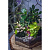 Сад в стекле “Эйфория” - миниатюра - рис 5.