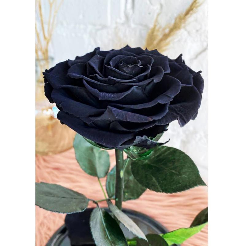 Купить черную розу в колбе (большую) в интернет-магазине в Москве