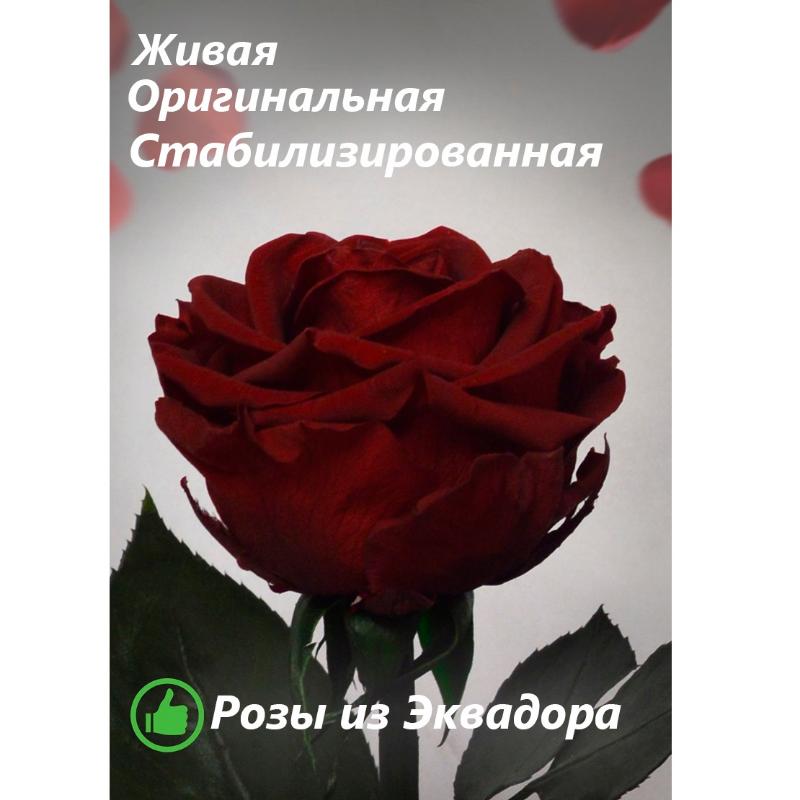 Как покрасить розу своими руками в домашних условиях | Советы от Семицветик