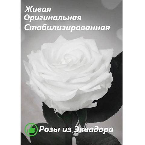 Белая роза в колбе (средняя) - рис 3.