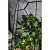 Сад в стекле Оазис с бонсай - миниатюра - рис 2.