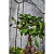Сад в стекле Оазис с бонсай - миниатюра - рис 5.