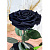 Черная роза в колбе (большая) - миниатюра - рис 2.