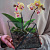 Сад в стекле (флорариум) Куб Орхидей - миниатюра
