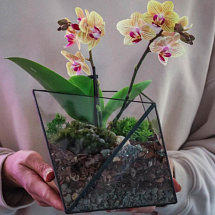 Сад в стекле (флорариум) Куб Орхидей
