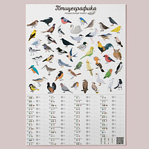 Постер музыкальный "Птицеграфика"