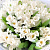 Монобукет из белых тюльпанов - миниатюра - рис 2.