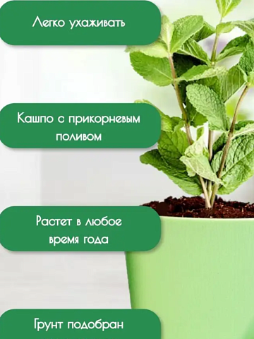 Набор для выращивания чайных растений - рис 3.